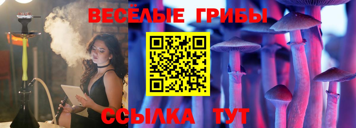 Галлюциногенные грибы Psilocybe Шелехов